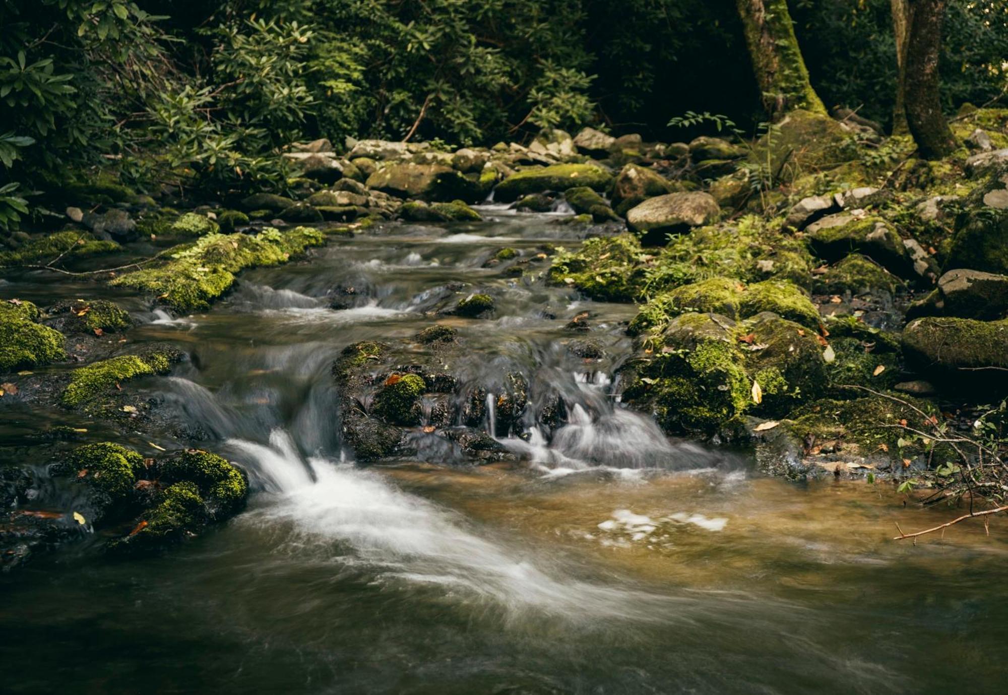 개틀린버그 The Dogwood In Treehouse Grove At Norton Creek 빌라 외부 사진